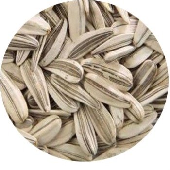 White Striped Sunflower Seeds